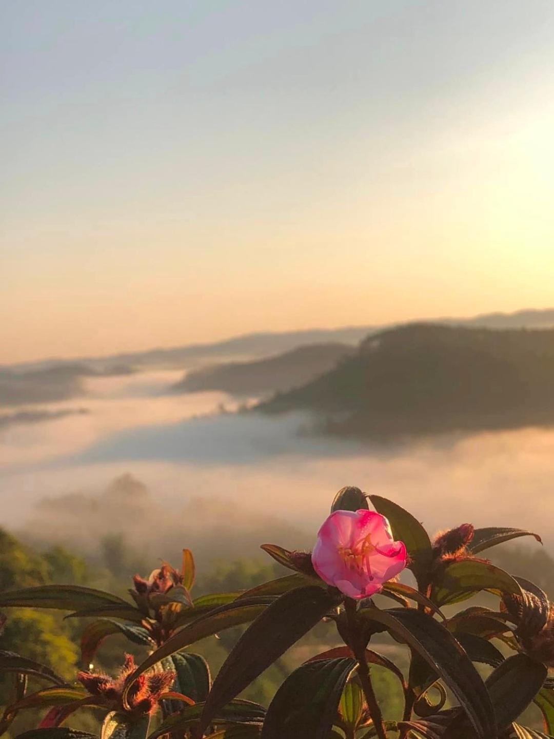 Vuon Tra Homestay Mang Den Kon Von Kla Exterior foto